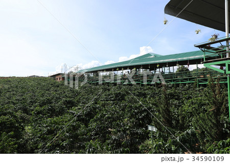 ベトナム・ダラット 34590109