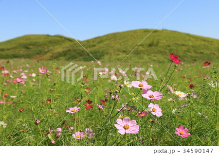 二子山古墳とコスモス 34590147