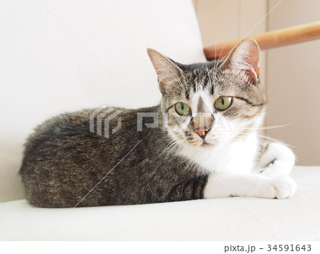 くつろぐ猫 34591643