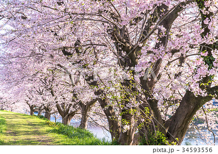 サクラ並木 美しい桜並木の写真素材 [34593556] - PIXTA