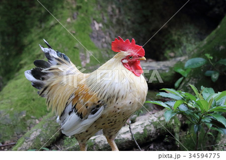 チャボ チャボ 34594775