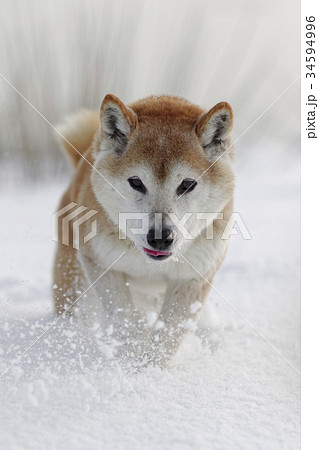 雪と柴犬 34594996