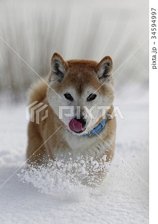 雪と柴犬 雪と柴犬 34594997