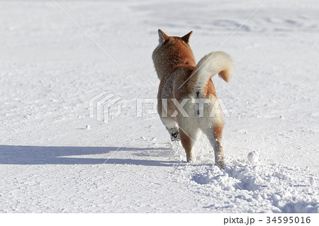 雪と柴犬の写真素材