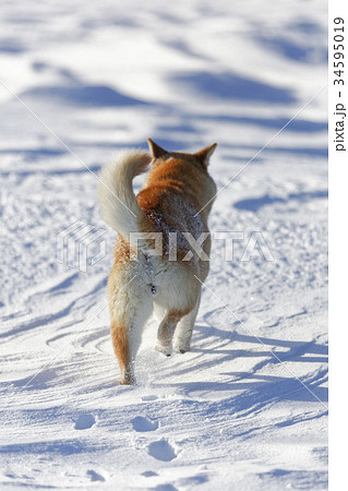 雪と柴犬 34595019