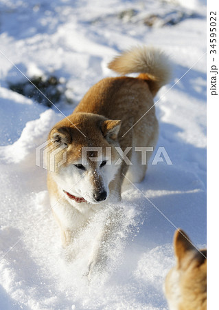 雪と柴犬 雪と柴犬 34595022
