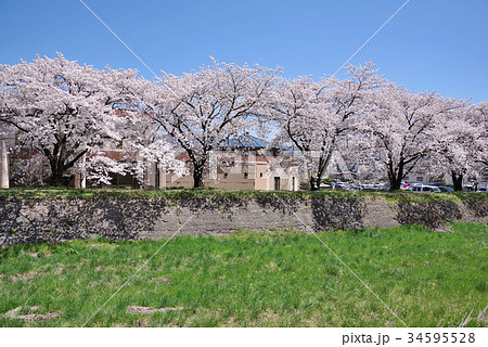 桜並木 明治通りで満開の桜並木を発見🌸👀】 並木橋交差点から渋谷駅に