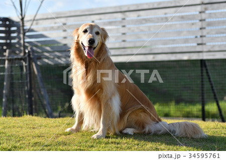 ゴールデンレトリバー 34595761