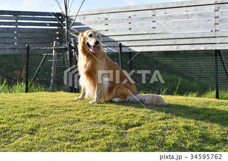 ゴールデンレトリバー 34595762