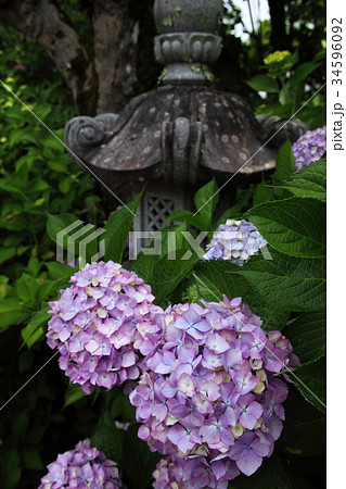 観音寺の紫陽花 34596092
