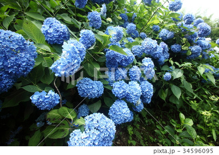 観音寺の紫陽花 34596095