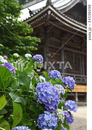 観音寺の紫陽花 観音寺の紫陽花 34596096
