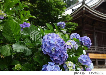 観音寺の紫陽花 観音寺の紫陽花 34596097