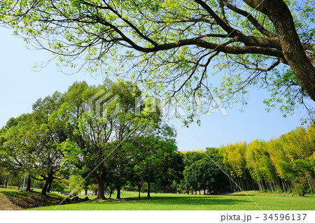 蜻蛉池公園 蜻蛉池公園 34596137