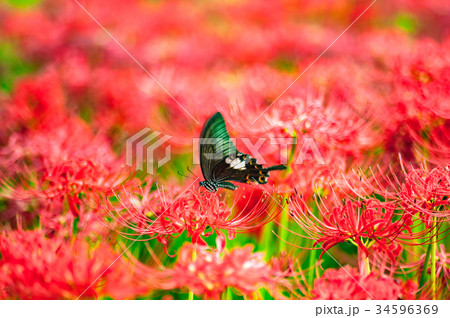 鮮やかな秋の花 彼岸花 鮮やかな秋の花 彼岸花 34596369