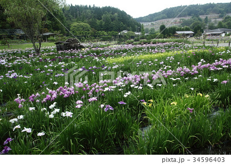 永沢寺花しょうぶ園 34596403