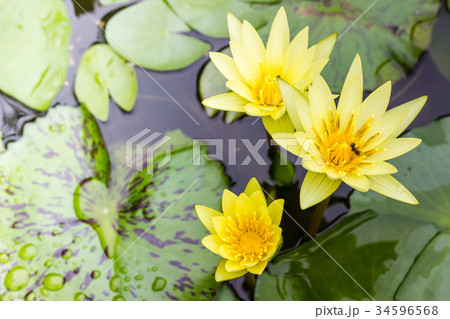 yellow waterlily or lotus flower blooming on pond yellow waterlily or lotus flower blooming on pond 34596568