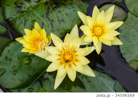 yellow waterlily or lotus flower blooming on pond yellow waterlily or lotus flower blooming on pond 34596569