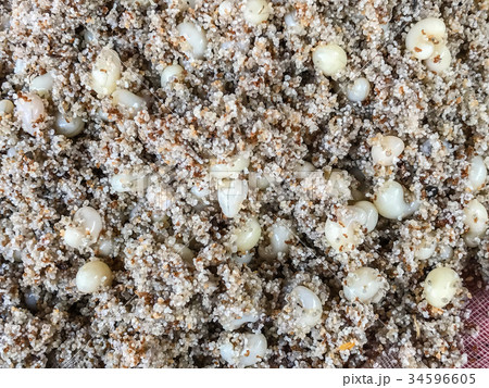 Subterranean ants egg 34596605