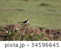 ハグロオナガモズ 34596645
