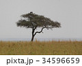 アカシア 34596659