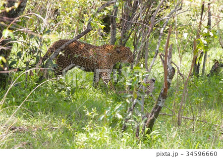 ヒョウ ヒョウ 34596660