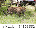 ヒョウ 34596662