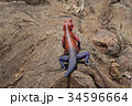 ムワンザアガマトカゲ 34596664