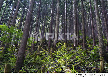 伐採をして光を入れ樹々を育てる間伐 34596744