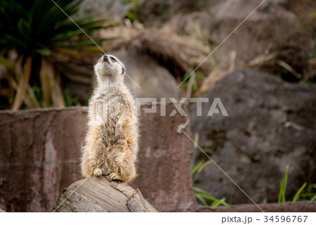 ミーアキャット 34596767