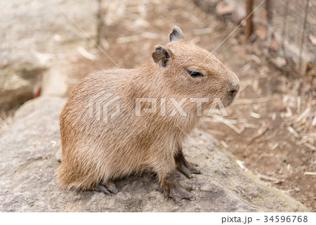 カピバラの赤ちゃん 34596768