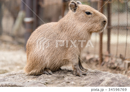 カピバラの赤ちゃんの写真素材
