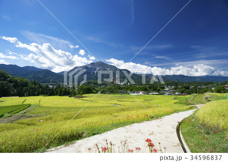 秋の寺坂棚田と曼殊沙華 34596837