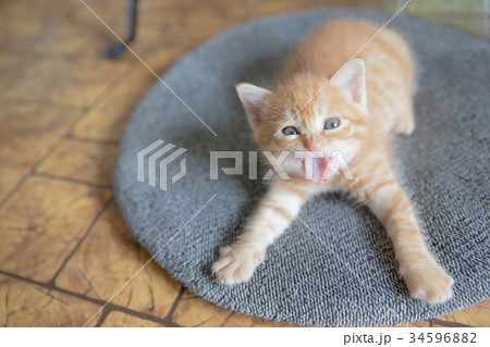 子猫 34596882