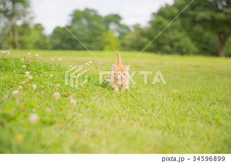 子猫 子猫 34596899