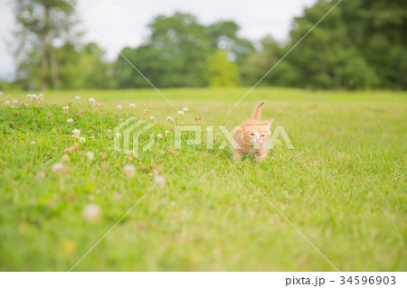 子猫 子猫 34596903