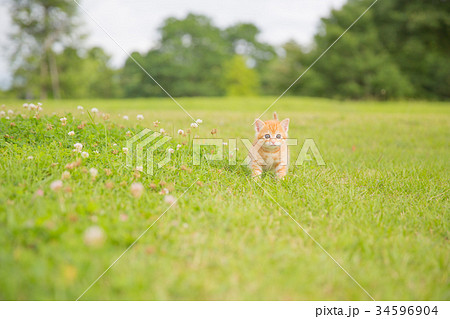 子猫 子猫 34596904