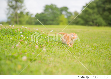 子猫 子猫 34596905