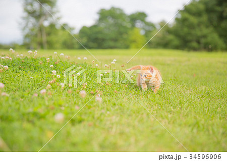 子猫 子猫 34596906