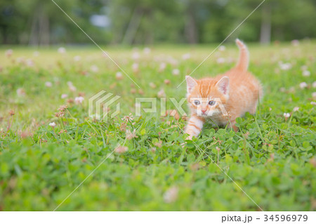 子猫 子猫 34596979