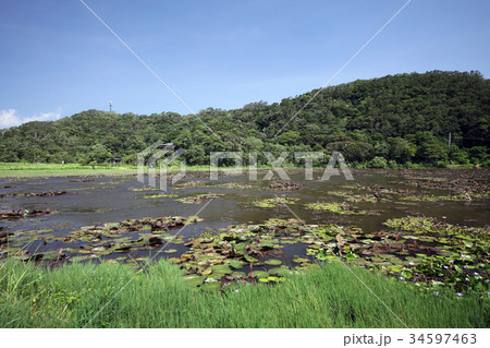 部族 族 ハス 34597463