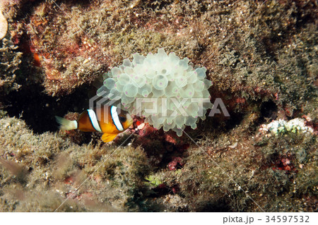 クマノミ カクレクマノミ かくれくまのみ 34597532