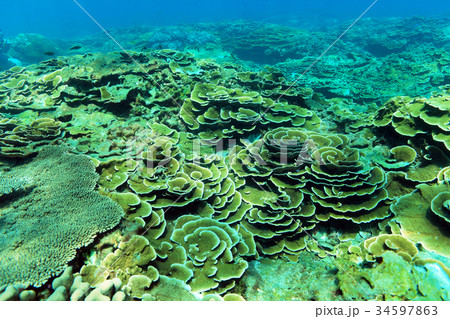 サンゴ 珊瑚 珊瑚礁 34597863