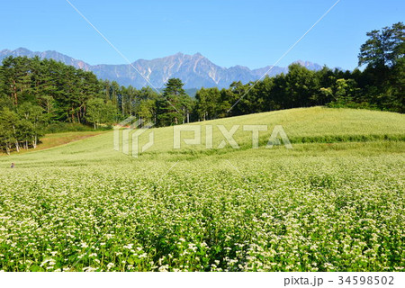 そば畑　美麻村 34598502