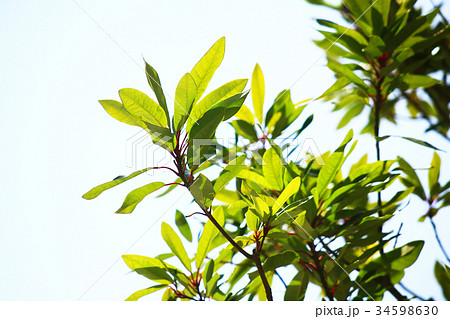 ヒメユズリハの若葉 ヒメユズリハの若葉 34598630