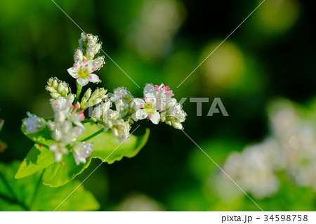 そばの花　美麻村 34598758