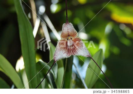 蘭の花・ドラキュラ 蘭の花・ドラキュラ 34598865