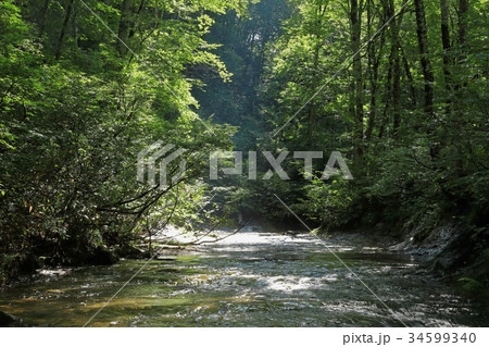 一枚岩の沢とブナの森　只見町恵みの森 34599340