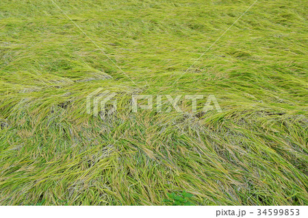 倒れた稲穂 34599853