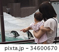 ペンギンを見る親子 34600670